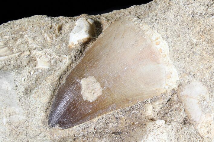 Mosasaur (Prognathodon) Tooth In Rock - Nice Tooth #74944